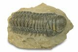 -D Crotalocephalina Trilobite - Atchana, Morocco #289069-2